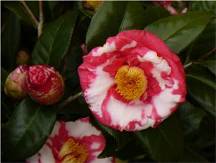 R.L. Wheeler Variegated Camellia, Camellia japonica 'R.L. Wheeler Variegated'